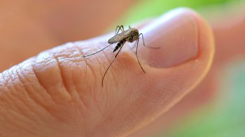 Изображение для статьи — Как избавиться от комаров при помощи народных средств?